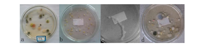 微生物学求知式教学试验